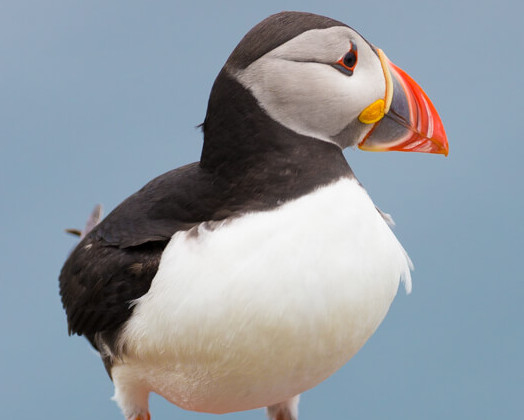 Birdlife @ Little Skellig | Skellig Walker Cruises | Wildlife on Little Skellig